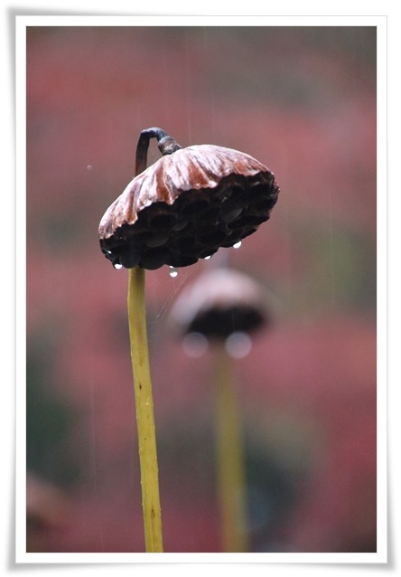 北部公園-22 蓮池-8 15.11.14