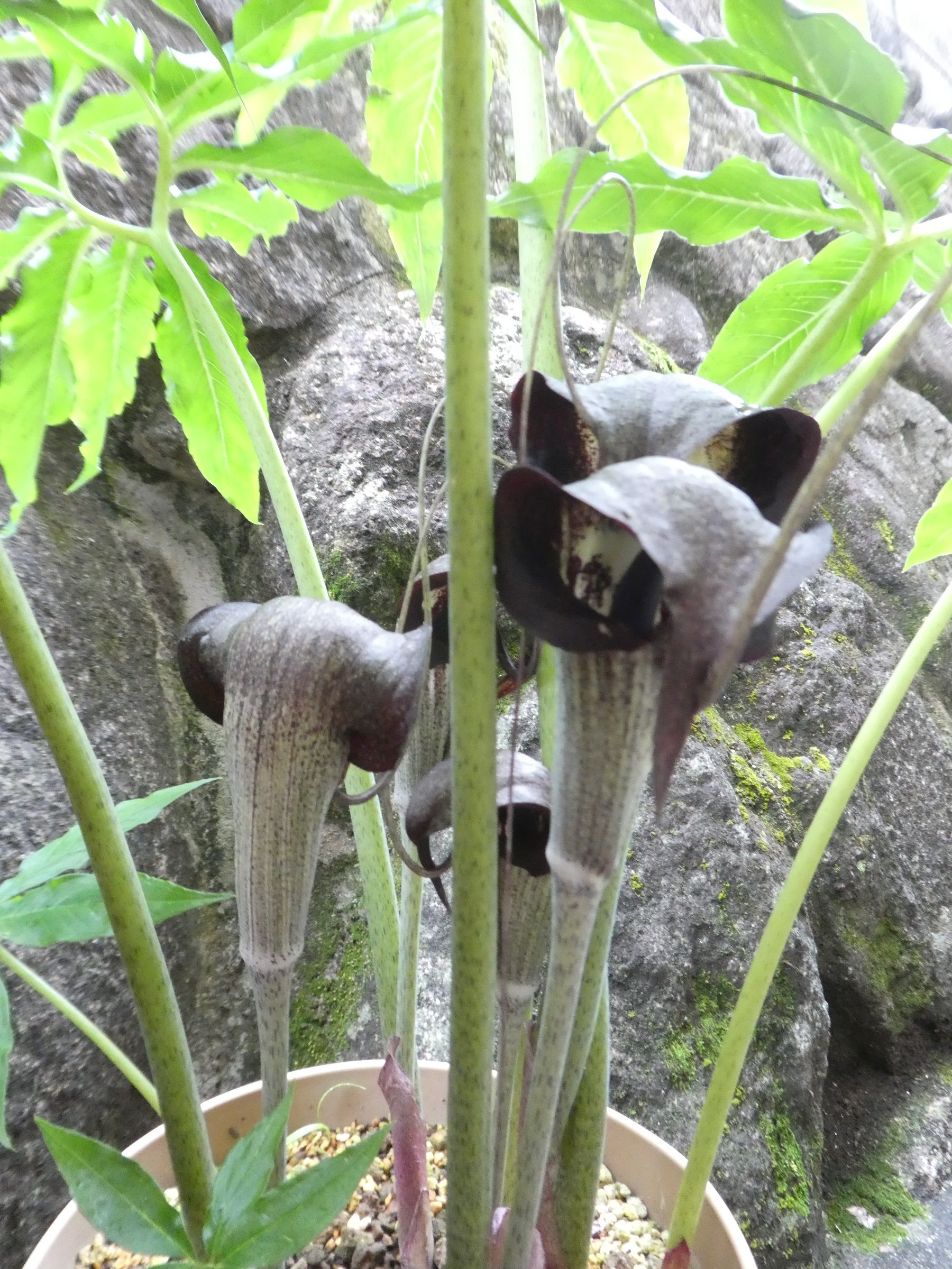 鉢植えのウラシマソウ マムシグサ わかくさ日記 楽天ブログ