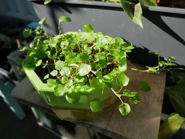 クレソン水耕栽培 リボベジ３カ月後 Verandism べらんでぃずむ ベランダ菜園とか 楽天ブログ