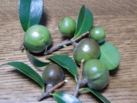 山茶花の実