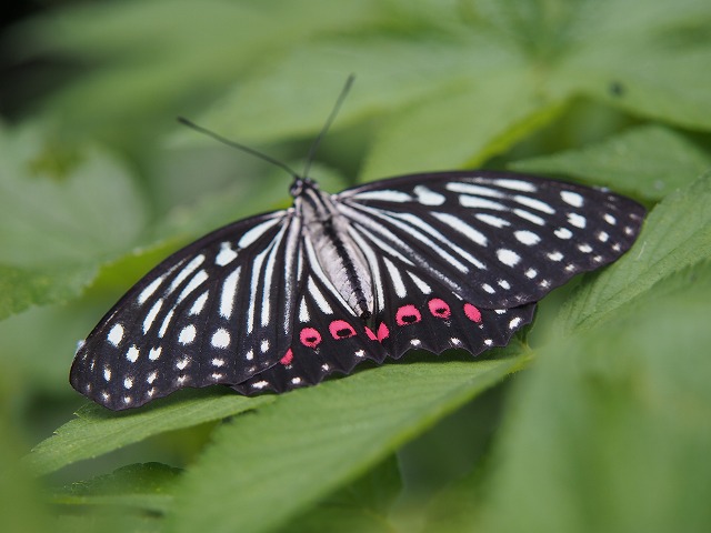 P7160450.jpg