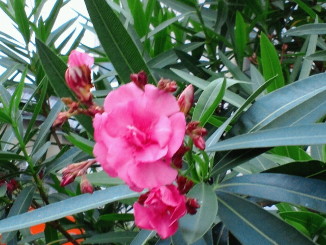 NEC_0729.jpg