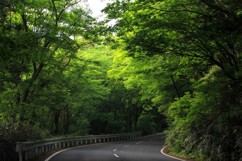 箱根_04新緑の登山道.jpg