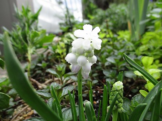 IMG_0815ss.jpg