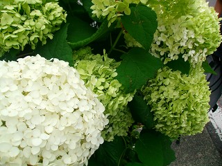 紫陽花弘明寺白、黄色.jpg