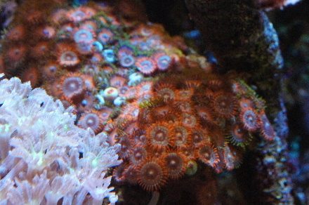 2014_0717ﾍﾞﾝﾄﾗ､ﾏﾒｽﾅ0009.JPG