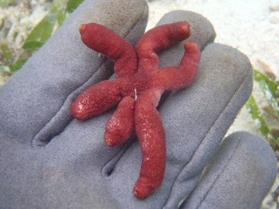 沖縄磯採集2012年9月下旬27　ルソンヒトデ（Echinaster luzonicus）