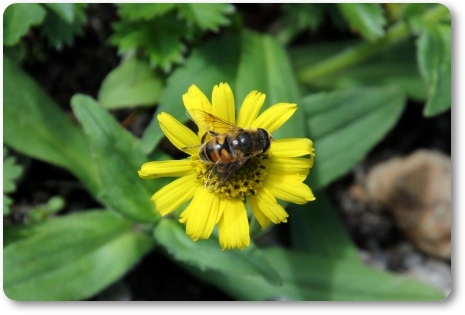 ウサギギク-2 14.8.23