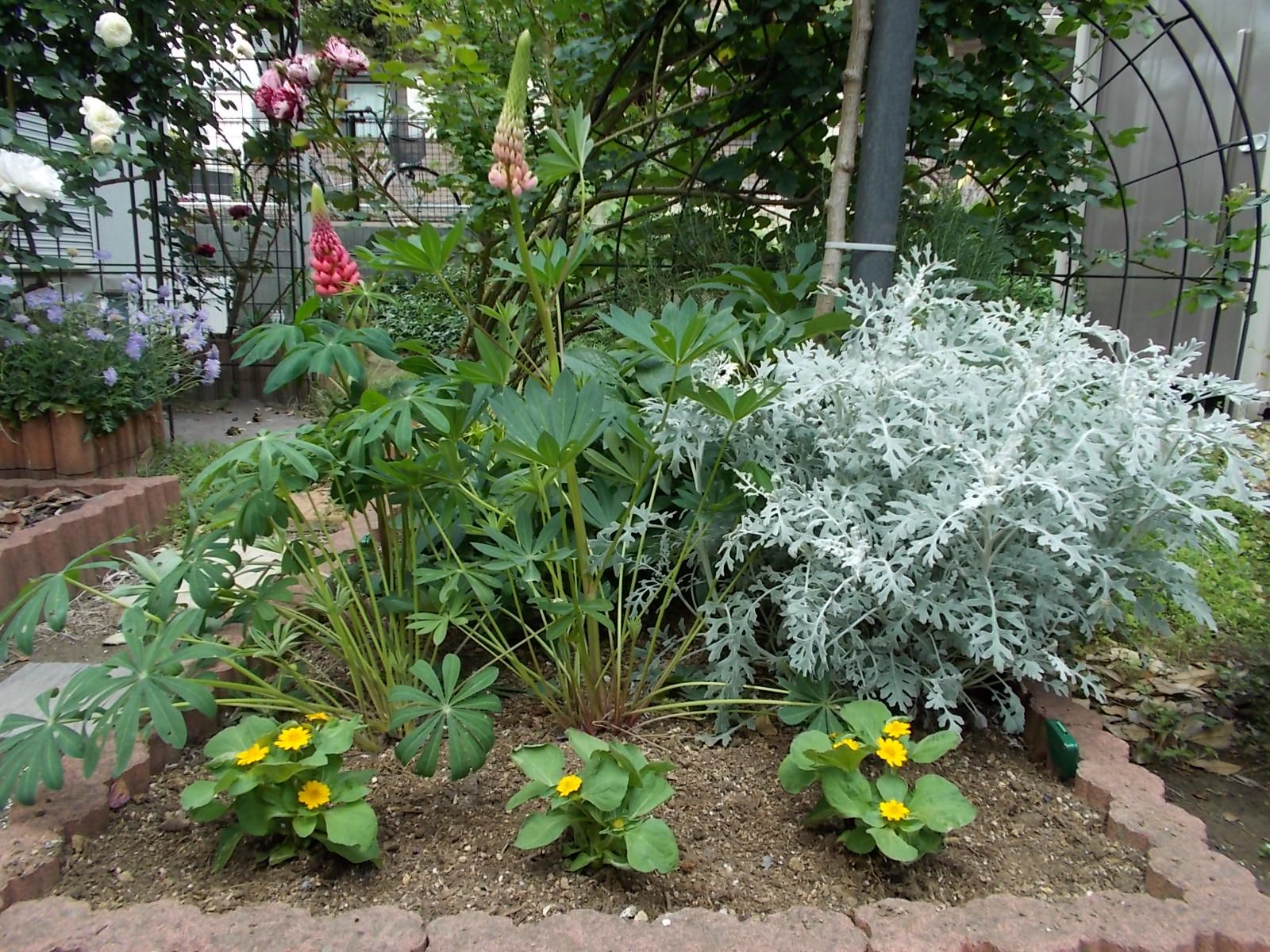 花苗を少し買ってきました バラを咲かせることが好き 楽天ブログ