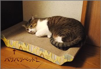 でも全身余裕だとぐっすり眠れる