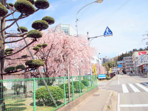 しだれ桜を見ながら街を通る