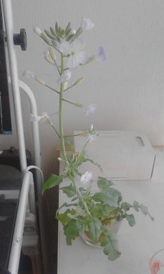 大根の花4.23