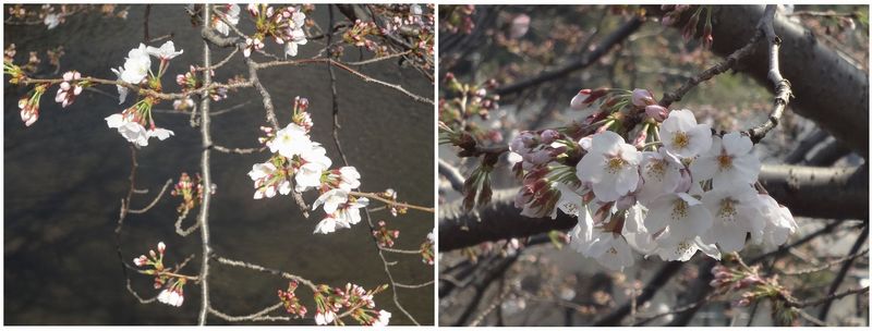 引地川の桜-S.jpg