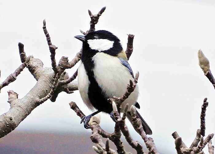 シジュウカラ24