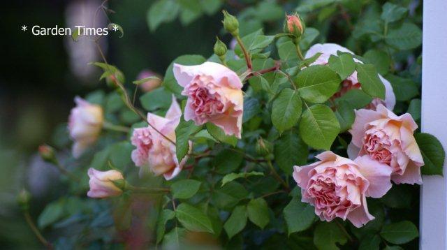 Abraham Darby