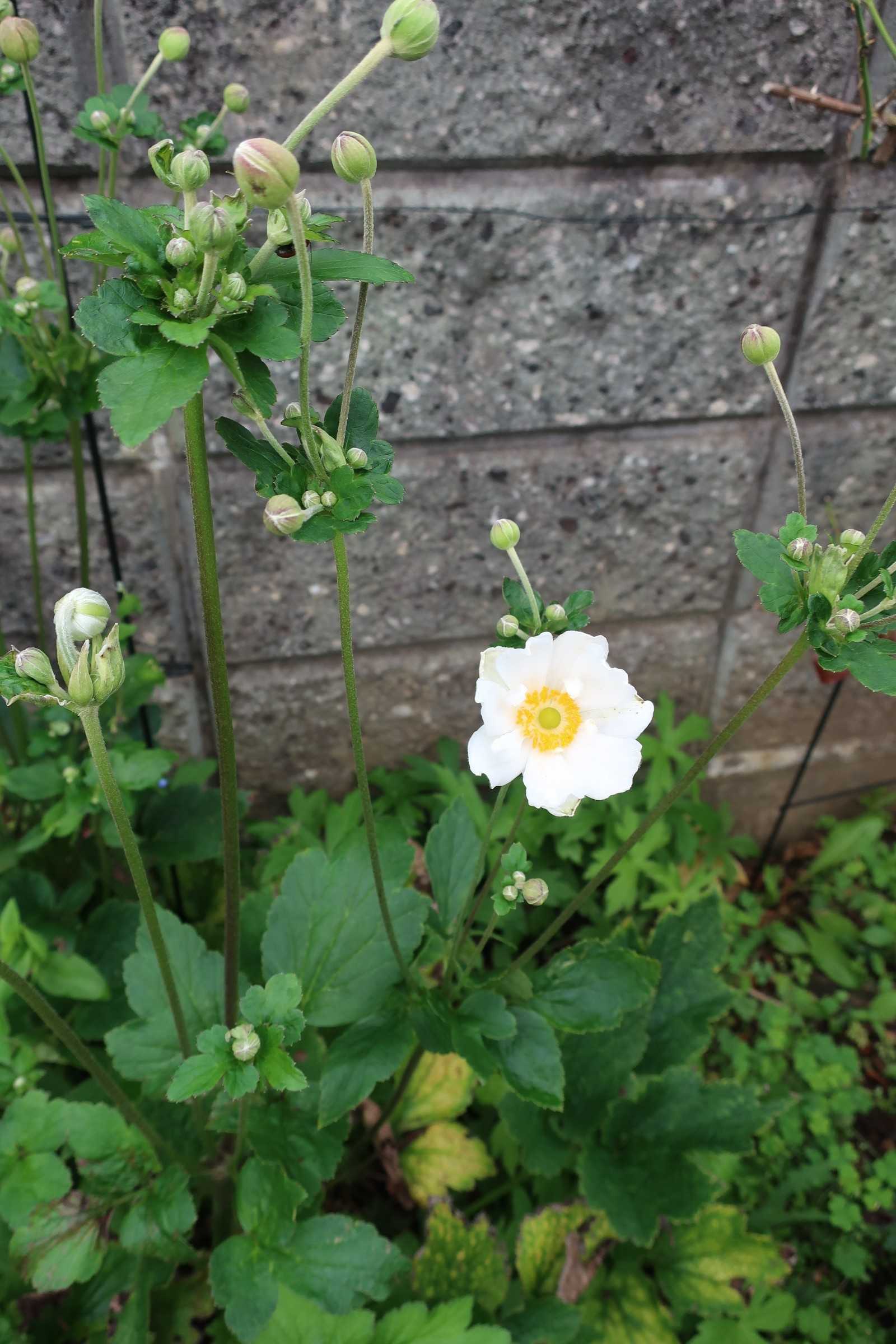 シュウメイギクの季節 今日の空はあおい 楽天ブログ