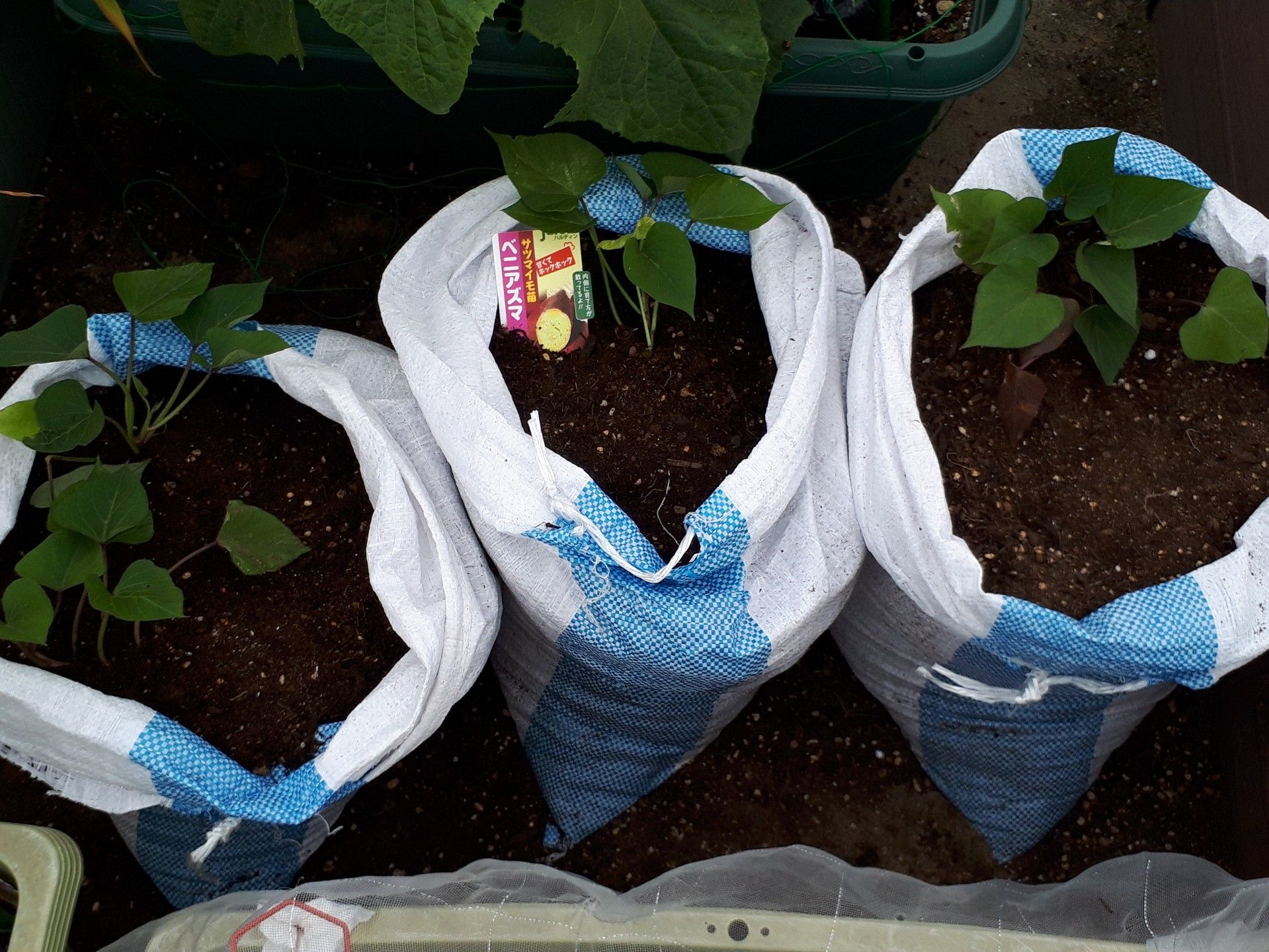 今度は土嚢袋でさつまいもを栽培チャレンジ ゆるふわgarden お野菜とお花たちと日々の出来事 楽天ブログ