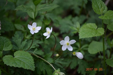 DSC_0053.jpg