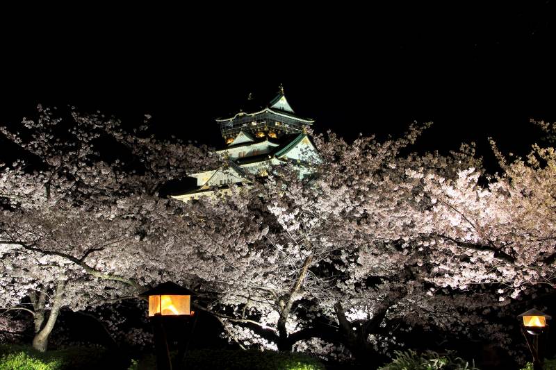 大阪城西の丸庭園夜桜_8-2.jpg