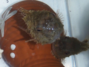 ナメダンゴ（Eumicrotremus taranetzi）52