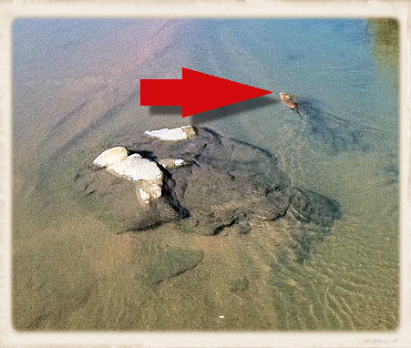 芳野川ヌートリア