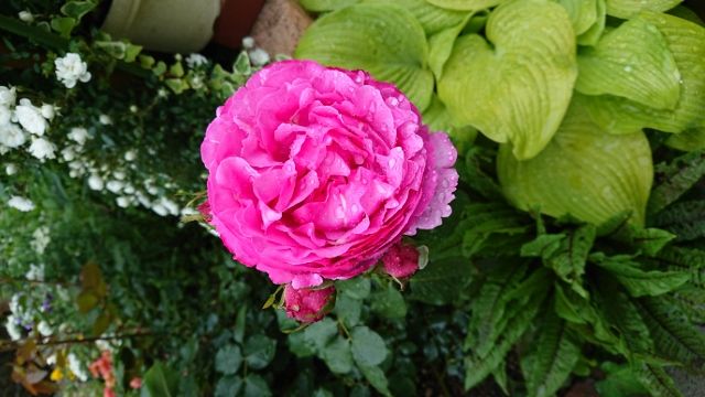 雨 イブピアッチェが咲いたのに 華あそび 癒し隊との日々 楽天ブログ