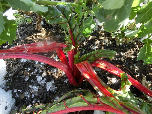 スイスチャード