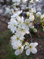 20130319プラムの花