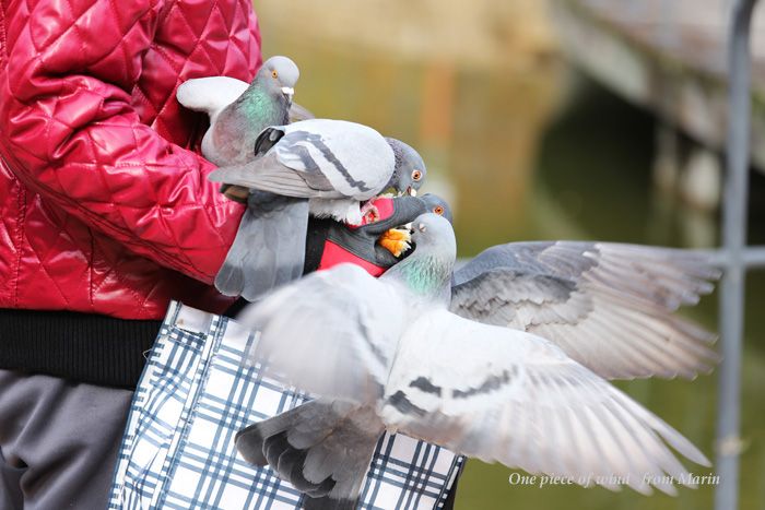 鳩使いのおじさん ひとひらの風 楽天ブログ