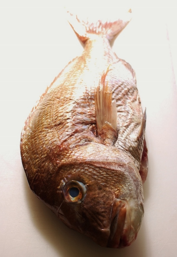 鯛.jpg