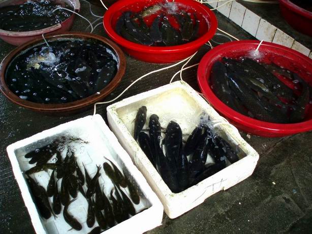 桂林市場　魚1