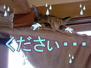 ください.JPG