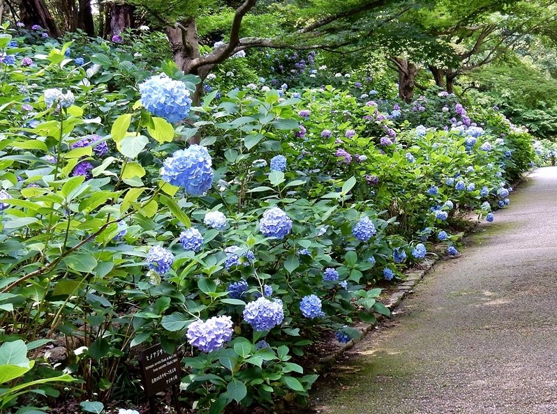 あじさい坂