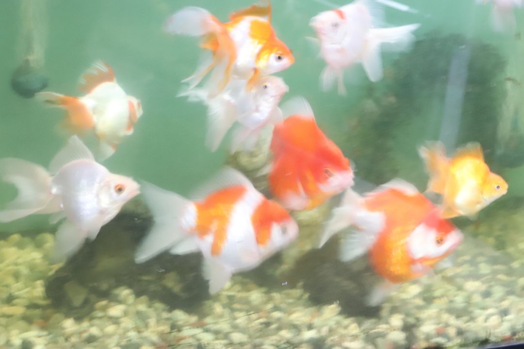 メダ友さんと養殖場へ行ったよ がんばメダカ 長崎わっしょい 楽天ブログ
