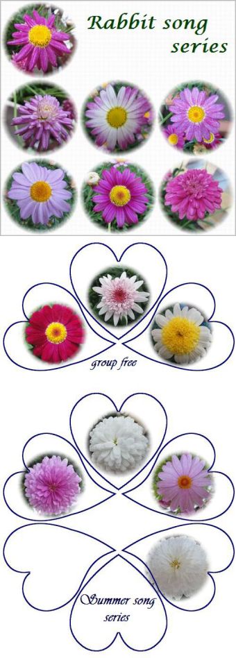 我が家のマーガレット、14種類