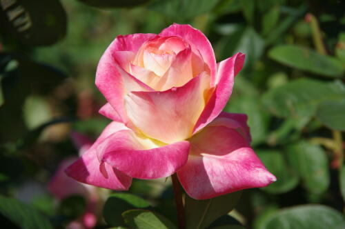 生田緑地ばら苑の秋薔薇