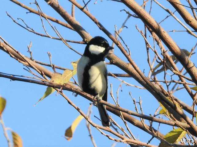 シジュウカラ 白い胸に黒いネクタイをしたように見えます いねねの趣味三昧 昆虫 野鳥 古寺巡り 読書 木工 語学など 楽天ブログ