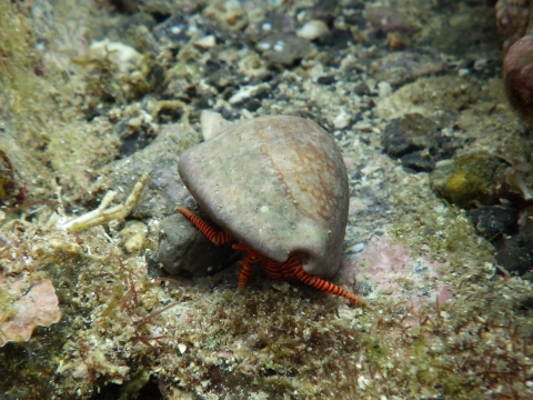 串本磯採集2016年7月中旬32　ベニワモンヤドカリ（Ciliopagurus strigatus）