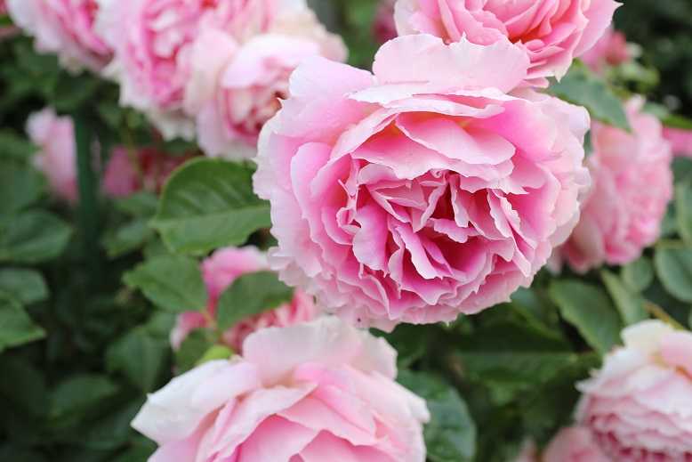 薔薇ペネロペイア、オデッセイア、ピンクパラダイス、プリンセスヴェール満開 タムーのブログ 楽天ブログ