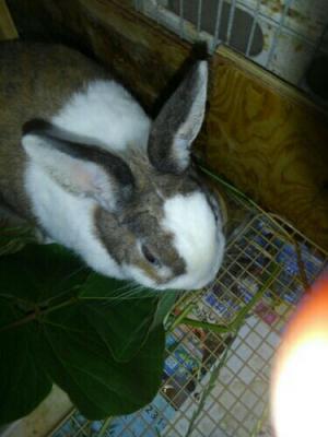 柿の葉とうさぎさん 色々な工夫で草食系小動物たちとの暮らしを楽しむ 楽天ブログ