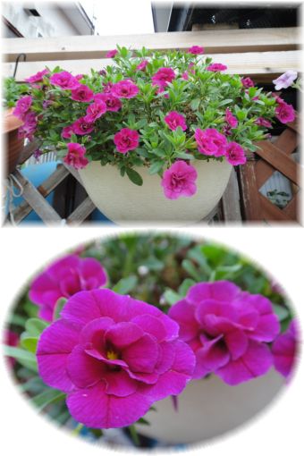 八重咲のカリブラコア