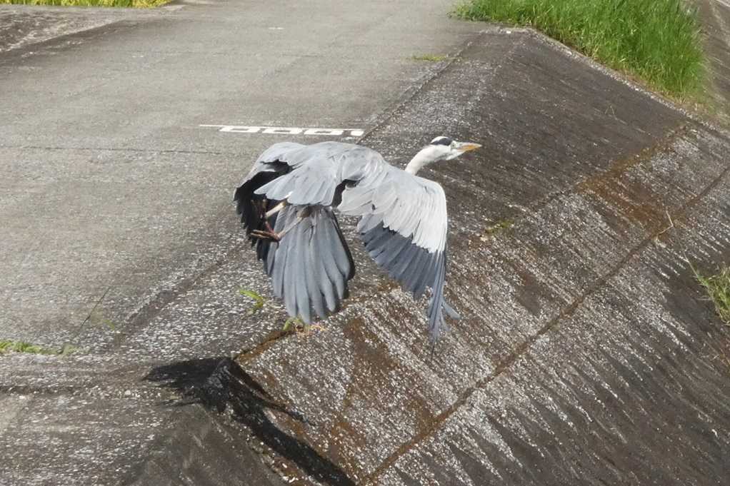 515