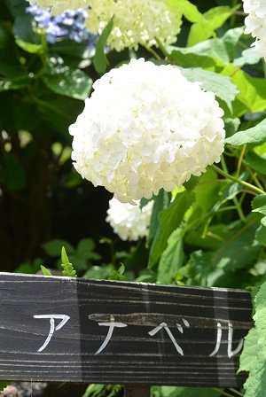 アナベル あじさい