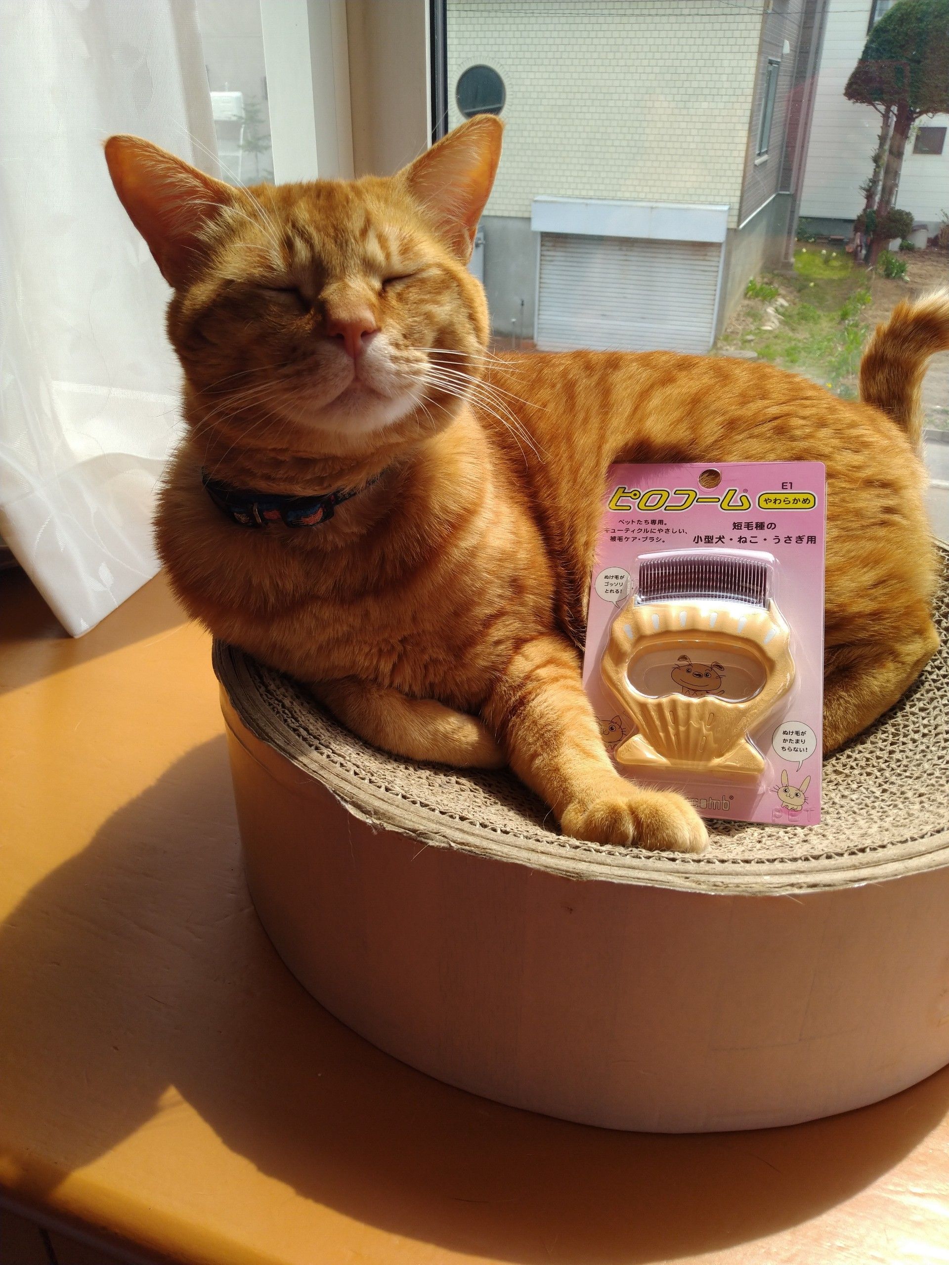 ピロコーム Rマーク を我が家の猫ちゃんに使ってみました うふふ主婦日記 楽天ブログ