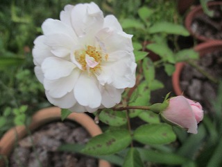 IMG_1449ss.jpg