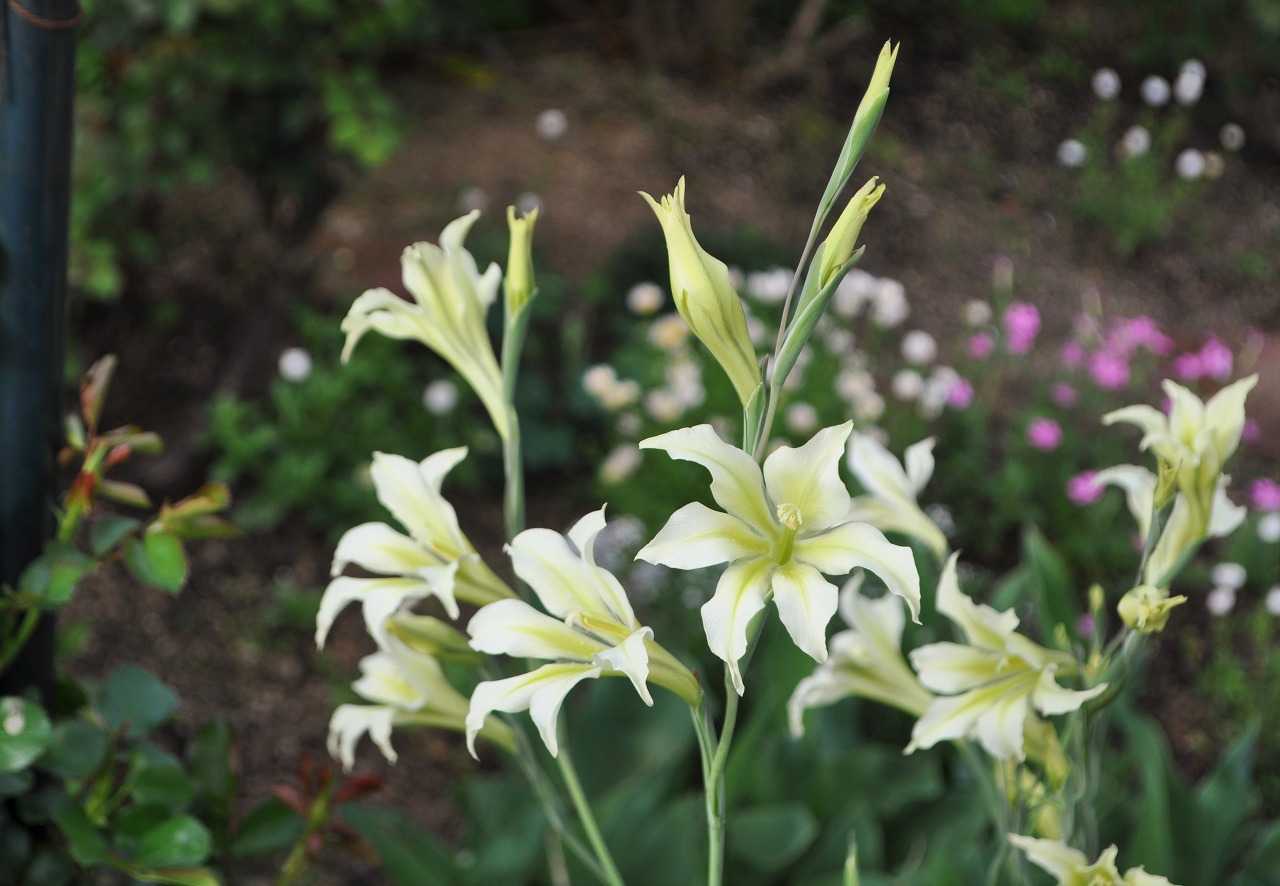スプリンググラジオラス 晴れの国から花だより 楽天ブログ