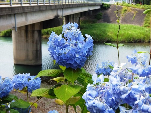 後川のアジサイ.jpg