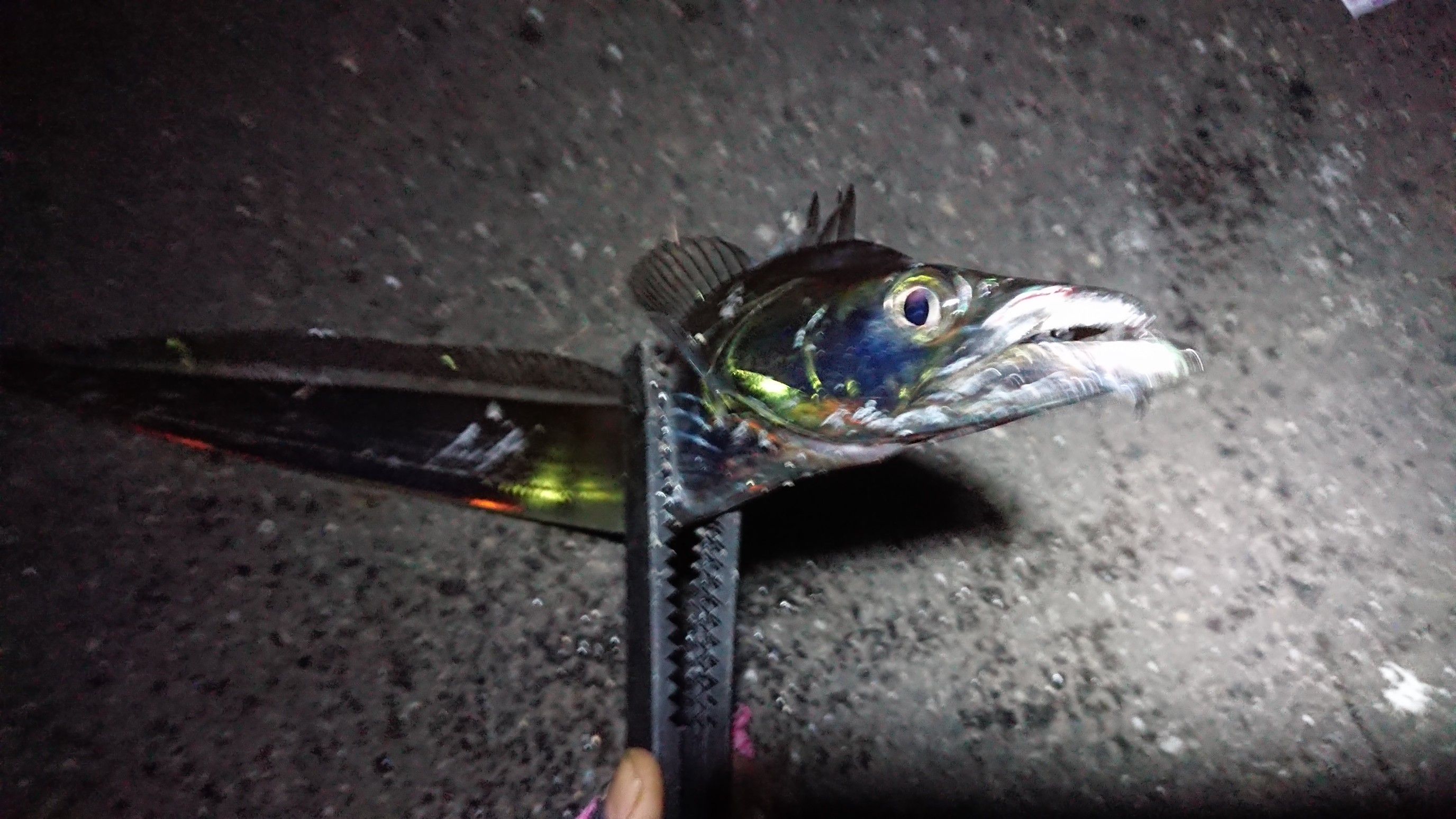 戻りカレイ モモちん釣り三昧の色々ブログ 楽天ブログ