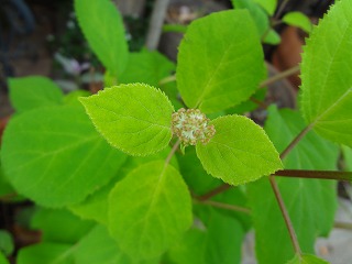 DSC05268.jpg