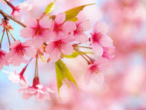 桜(さくら)2.jpg